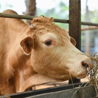 CICYTEX impartirá unas jornadas de I+D sobre sanidad, alimentación animal y calidad de carne