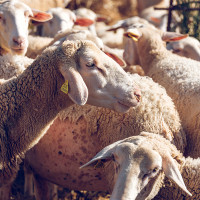 Hay 5 nuevos focos de lengua azul en Extremadura, dos de ellos de los más mortíferos