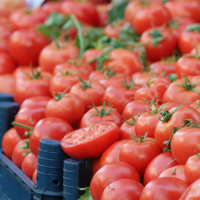 POMODORO: un proyecto para modernizar la industria del tomate