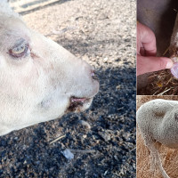 Un ganadero extremeño muestra a JUEX el dramático estado de los animales por la lengua azul