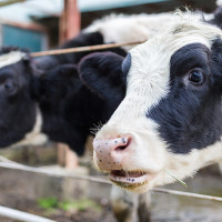 UPA vaticina un descenso de la producción de leche en lo que resta de 2024