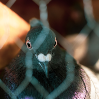 El Ayto. actúa contra la plaga de palomas en Badajoz