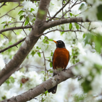 Estas son las medidas que pide SEO-Bird Life que se cumplan