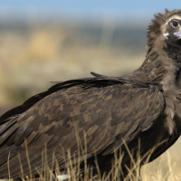 7 aves amenazadas en España: el llamamiento de SEO/BirdLife para proteger la especie