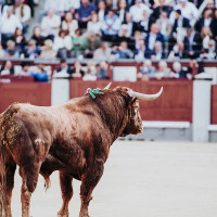 Piden prohibir la entrada de menores de 16 años a los espectáculos taurinos