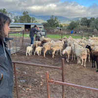 Exigen que "lleguen urgentemente vacunas y ayudas por la lengua azul" a Extremadura