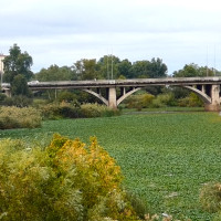 La CHG desmiente que hayan eliminado el nenúfar en Mérida y en Badajoz no