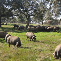 Adjudican los mejores verracos de raza Duroc criados en el CENSYRA