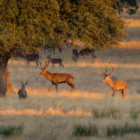 SEO/BirdLife en contra de la decisión de la Junta que impone el uso de perros de caza en Monfragüe