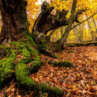 El Ambroz listo para ofrecer toda su riqueza en la celebración de su 'Otoño Mágico'