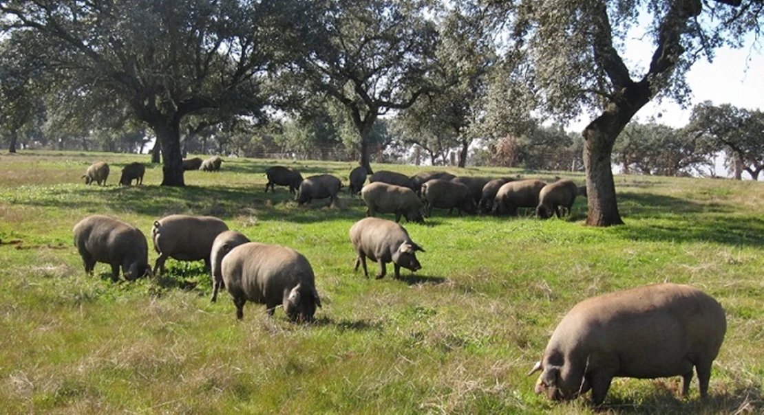 Adjudican los mejores verracos de raza Duroc criados en el CENSYRA