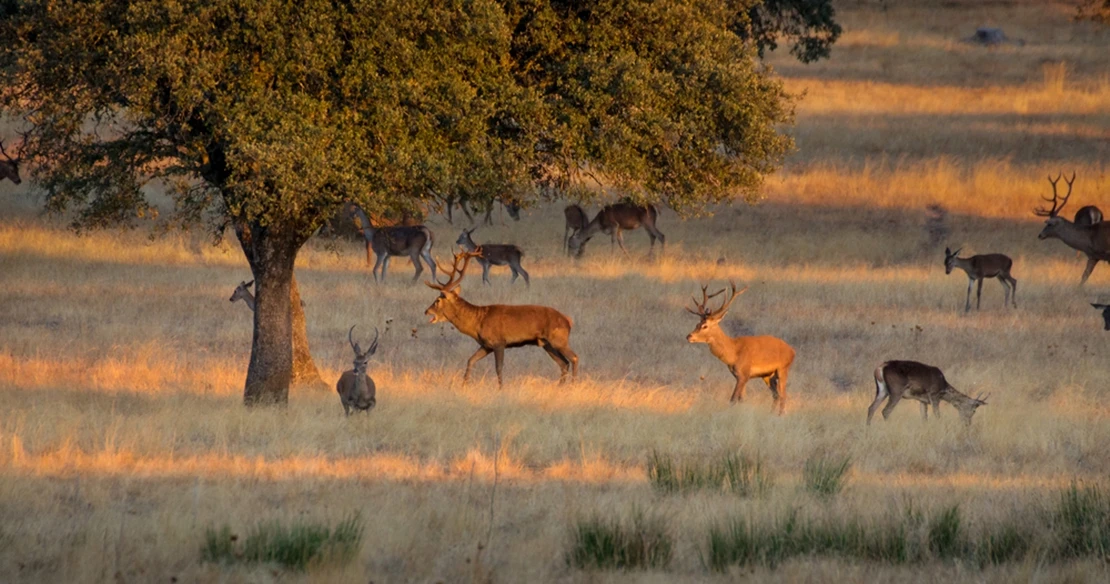 SEO/BirdLife en contra de la decisión de la Junta que impone el uso de perros de caza en Monfragüe