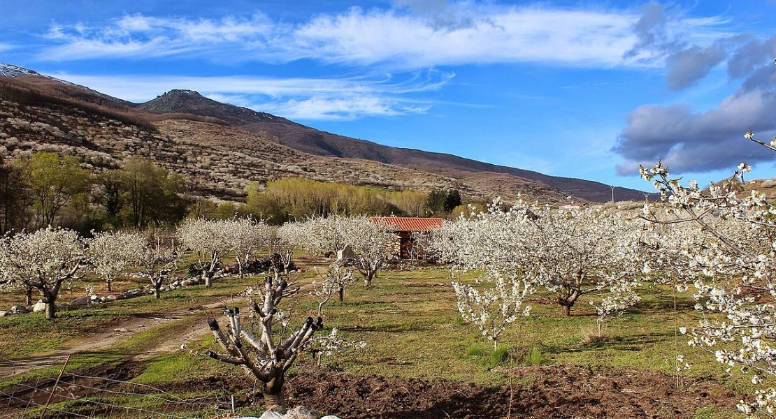 La razón por la que más de 400 ciclistas de todo el país se reunirán en el Valle del Jerte