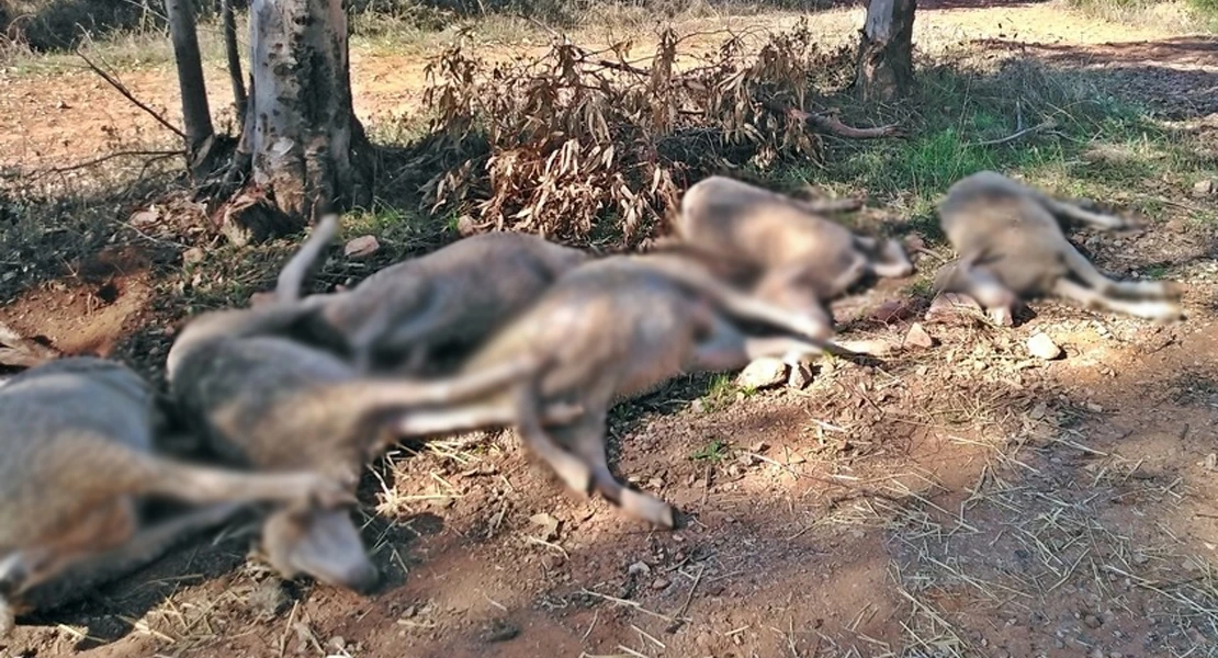 Investigan a un ganadero de Zafra por abandonar a sus ovejas resultando en su muerte