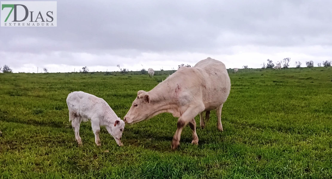 Los jóvenes de entre 18 y 40 años recibirán ayudas para crear y mejorar explotaciones agrarias o ganaderas