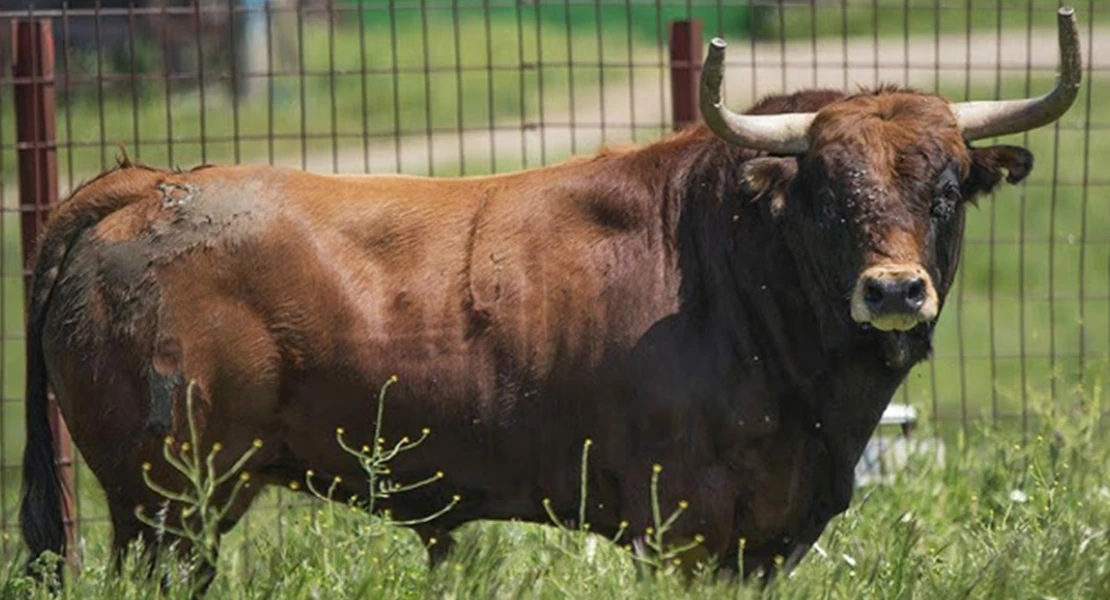 Convocados los Premios Extremadura a la Tauromaquia 2024