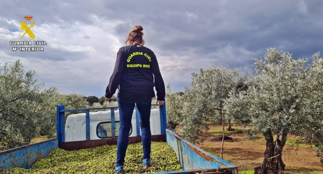 Roban toneladas de aceitunas en Extremadura: hay varios detenidos