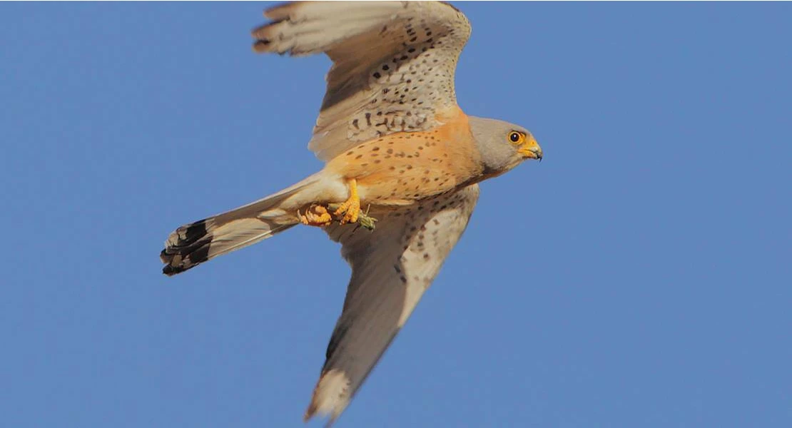 Los niños podrán observar las aves de Badajoz en esta visita guiada