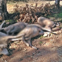 Investigan a un ganadero de Zafra por abandonar a sus ovejas resultando en su muerte