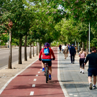 Estos son los árboles con los que repoblarán las calles de Badajoz