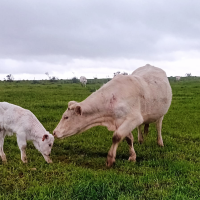 Los jóvenes de entre 18 y 40 años recibirán ayudas para crear y mejorar explotaciones agrarias o ganaderas