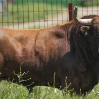 Convocados los Premios Extremadura a la Tauromaquia 2024