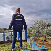 Roban toneladas de aceitunas en Extremadura: hay varios detenidos