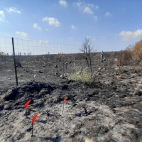 Investigados por provocar un incendio forestal en Alange