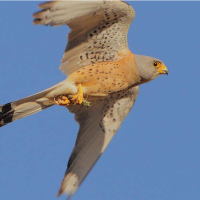 Los niños podrán observar las aves de Badajoz en esta visita guiada