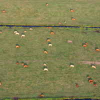 Los productos antiparasitarios podrían estar causando daños en zonas ganaderas de Extremadura