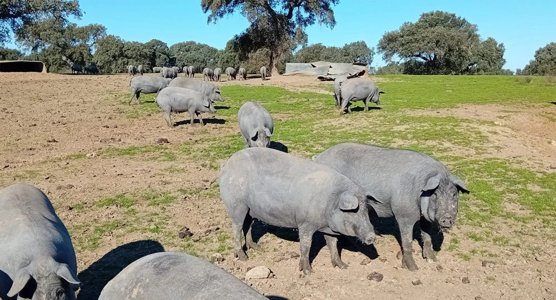 Diputación de Badajoz dará cerdos para hacer matanzas populares y no perder la tradición