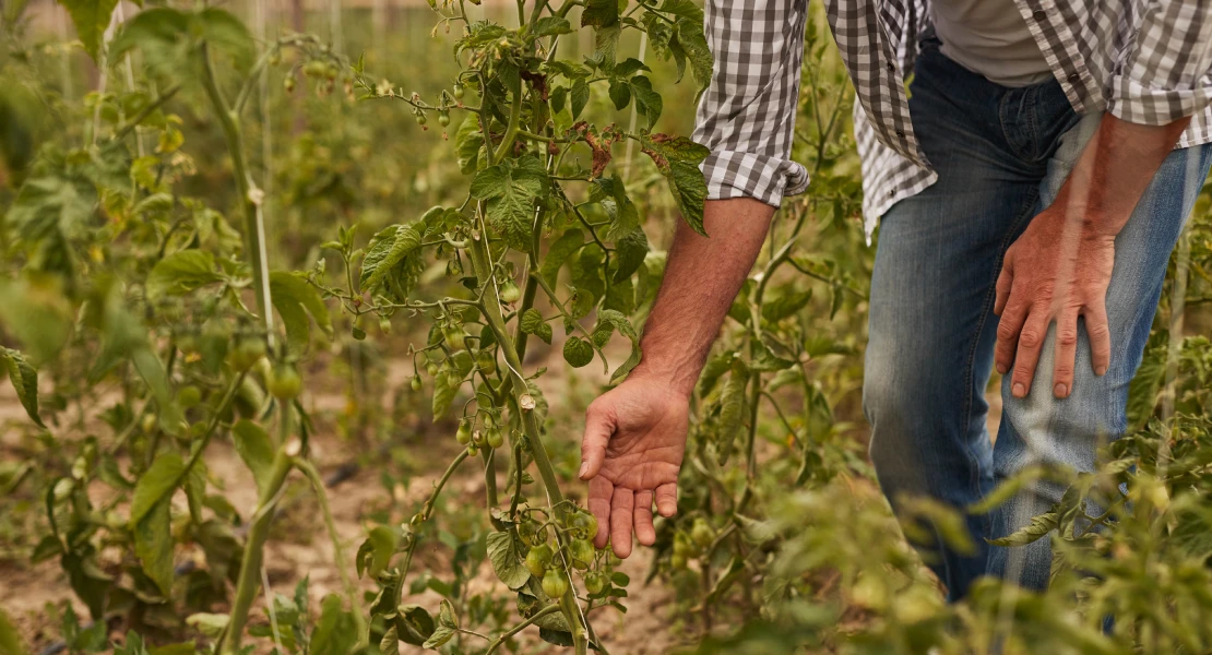 La Unión afirma que ha sido un año "bueno en clima y malo en políticas agrarias"