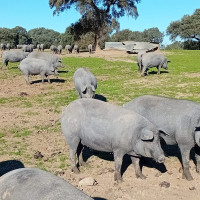 Diputación de Badajoz dará cerdos para hacer matanzas populares y no perder la tradición