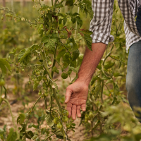 La Unión Extremadura afirma que ha sido un año "bueno en clima y malo en políticas agrarias"