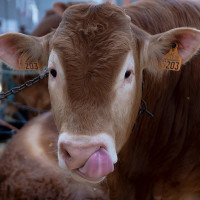 Autorizan ayudas para criar razas ganaderas autóctonas en Extremadura