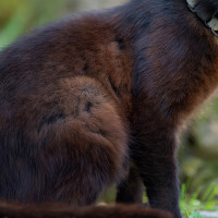 Matan a tiros a 18 gatos en la comarca de La Vera