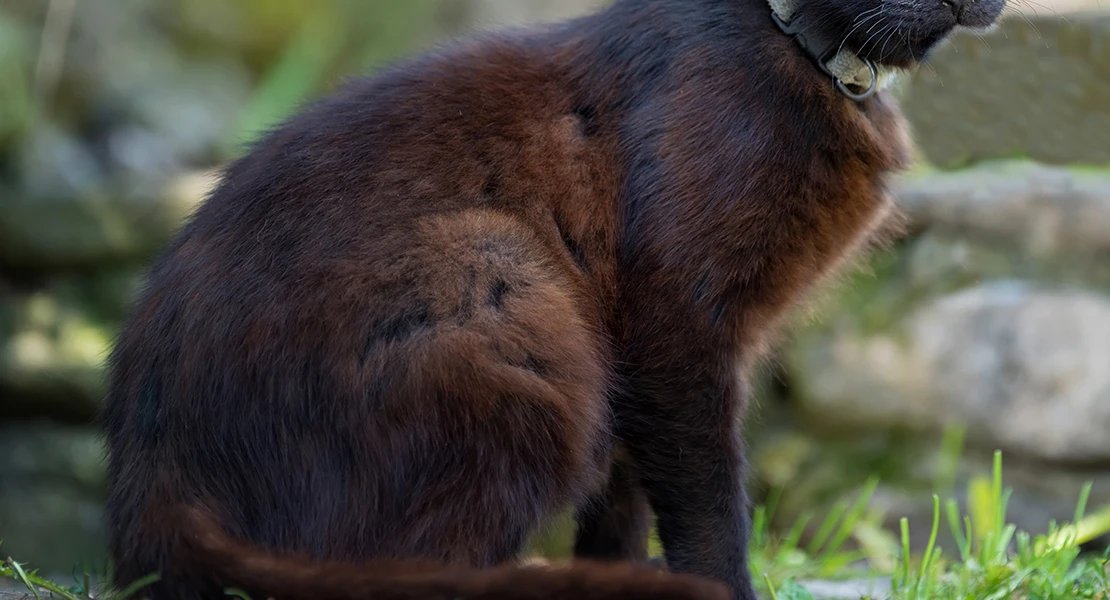 Matan a tiros a 18 gatos en la comarca de La Vera