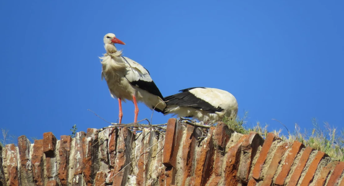 Los Milagros de las cigüeñas