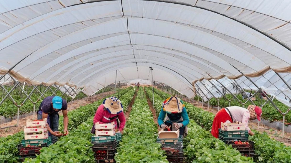 No a la subida del SMI en el sector agrario sin compensar los costes laborales