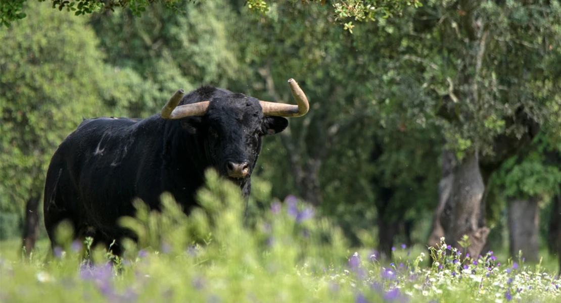 Extremadura es una de las CCAA que ha convocado el Premio Nacional de Tauromaquia