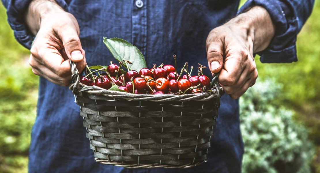 Se hartan de esperar ayudas para el cultivo de cerezas: "Solos o acompañados, nos vamos a mover"