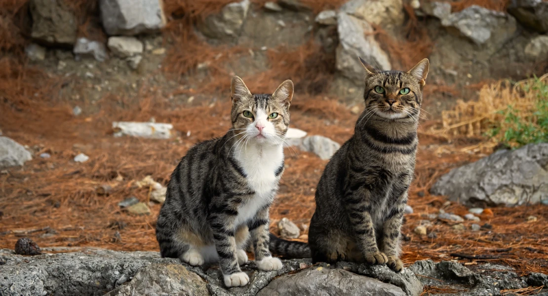 Denuncian un reportaje de Equipo de Investigación por "incitar a la aversión hacia los gatos"