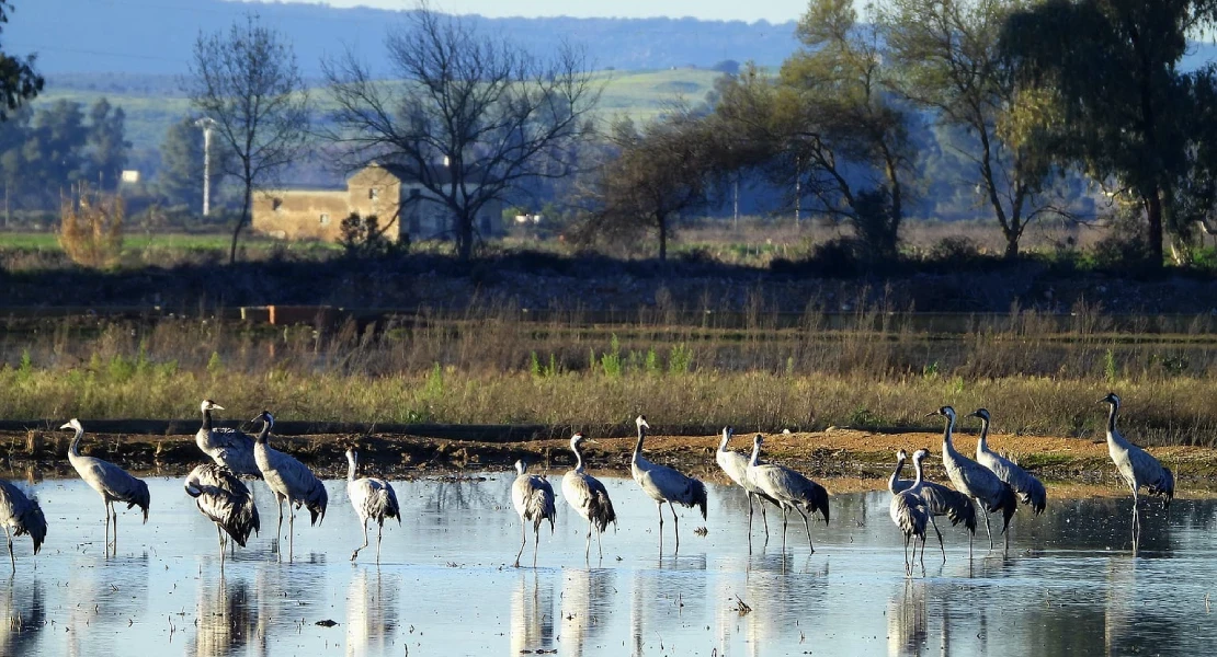 La Comisión Europea admite la denuncia sobre la ZEPA de los arrozales