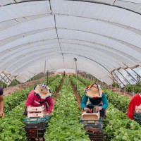 No a la subida del SMI en el sector agrario sin compensar los costes laborales