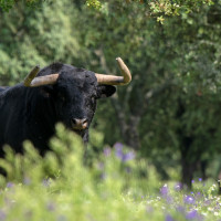 Extremadura es una de las CCAA que ha convocado el Premio Nacional de Tauromaquia