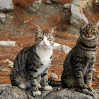 Denuncian un reportaje de Equipo de Investigación por "incitar a la aversión hacia los gatos"