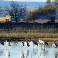 La Comisión Europea admite la denuncia sobre la ZEPA de los arrozales