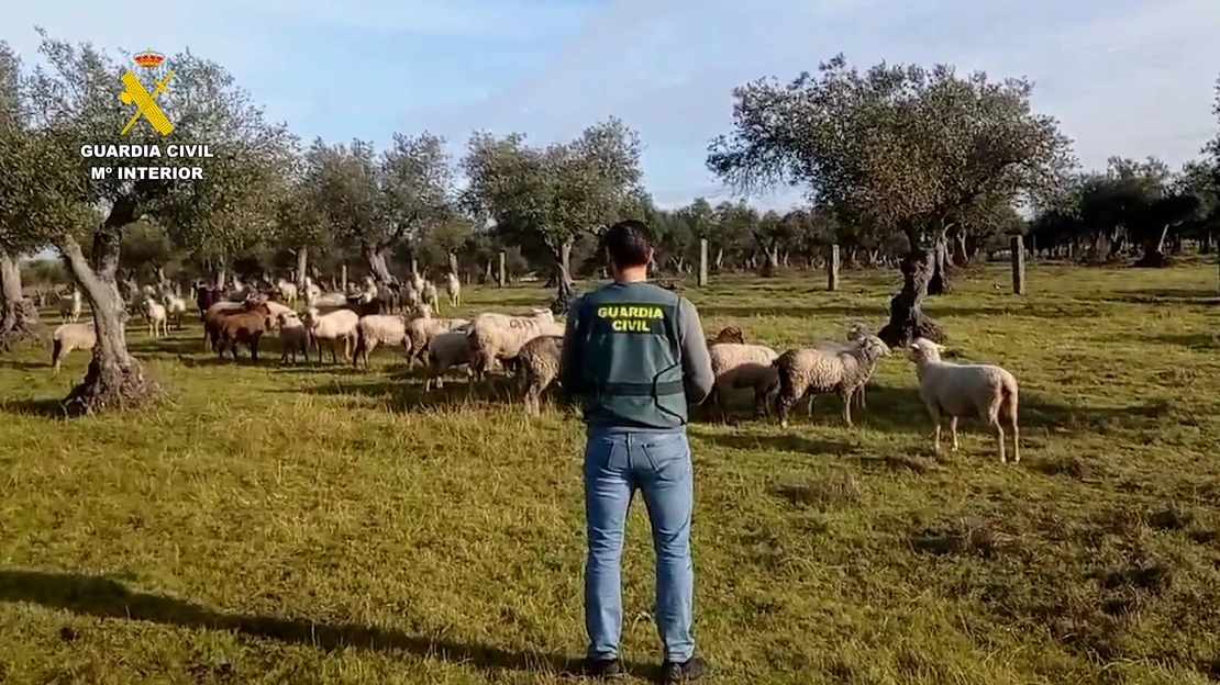 Un antiguo trabajador de una finca extremeña detenido por robar 264 ovejas y material ganadero