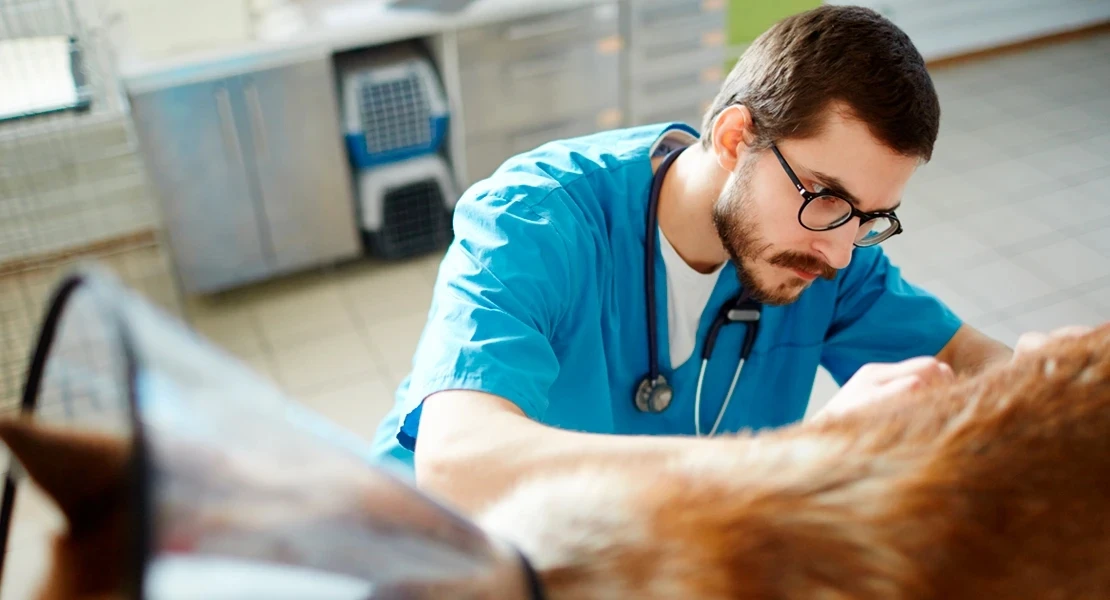 PACMA muestra su apoyo al sector veterinario