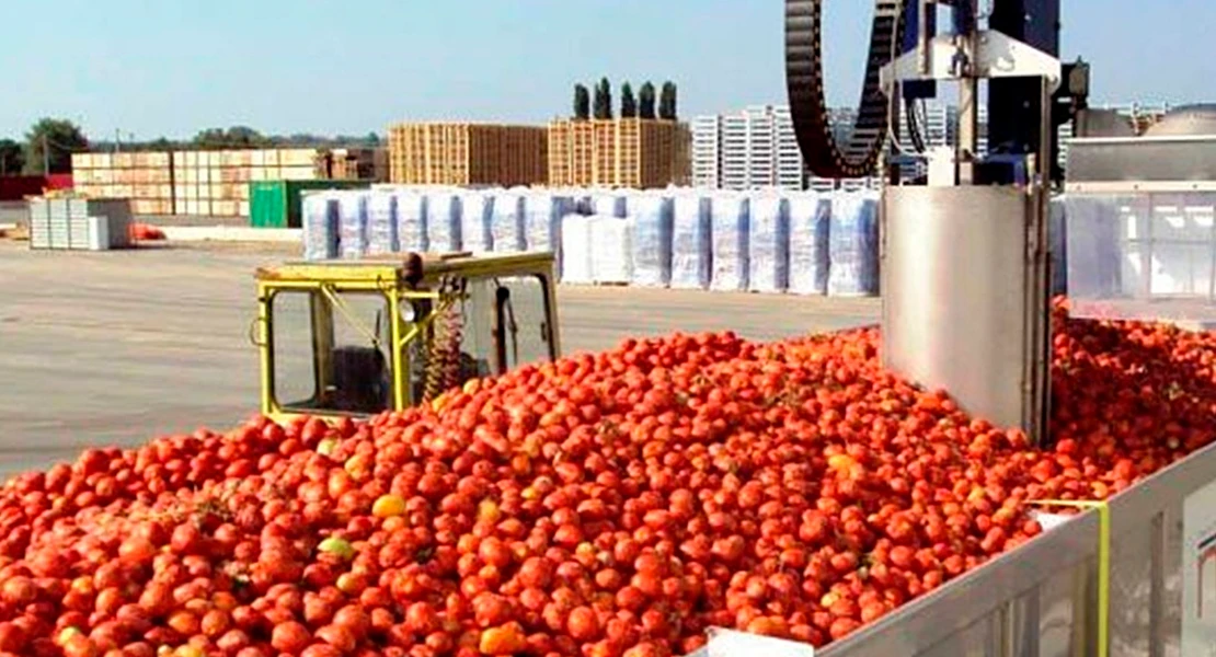 Cooperativas Agroalimentarias de Extremadura, en contra de los agricultores de tomate